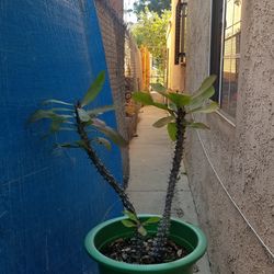 Planta Corona DE Cristo. Crown Of Thron Plant