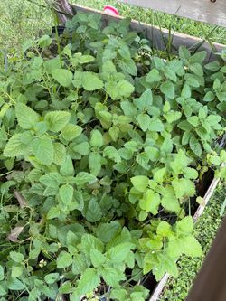 Lemon balm plant