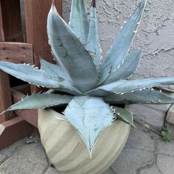 Rare, blue agave In a ceramic pot