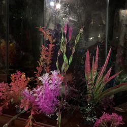New Fish Tank Plants 