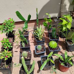 Small Potted Plants ☘️ $3 Each