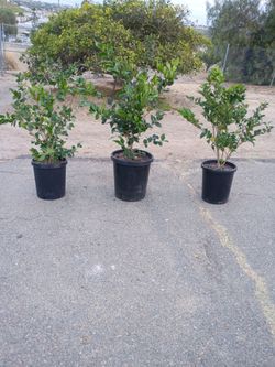 Ficus Trees