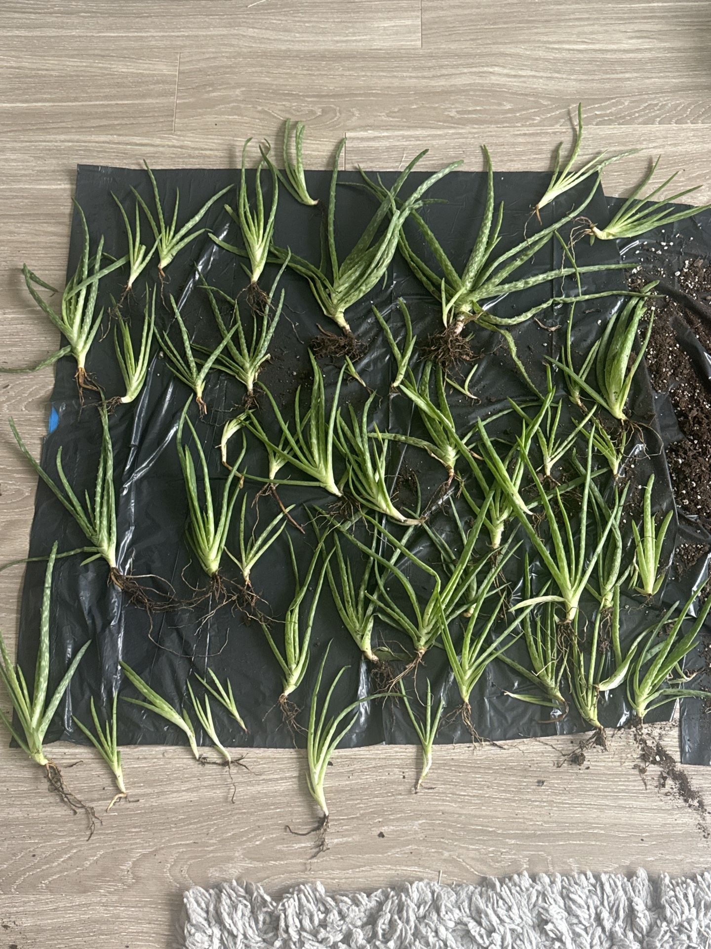 Aloe Vera Cuttings