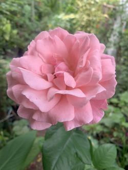 Pink Rose Bush Plant Flower 