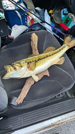 Taxidermy bass for sale