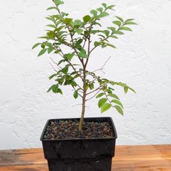 Chinese Elm Pre bonsai Tree