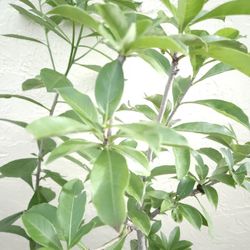 RARE LIVE PLANT 3ft Baobab African - Adonsonia digitata -  Monkey bread tree