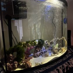 40 Gallon Salt Water Fish Tank For The Low Low 300