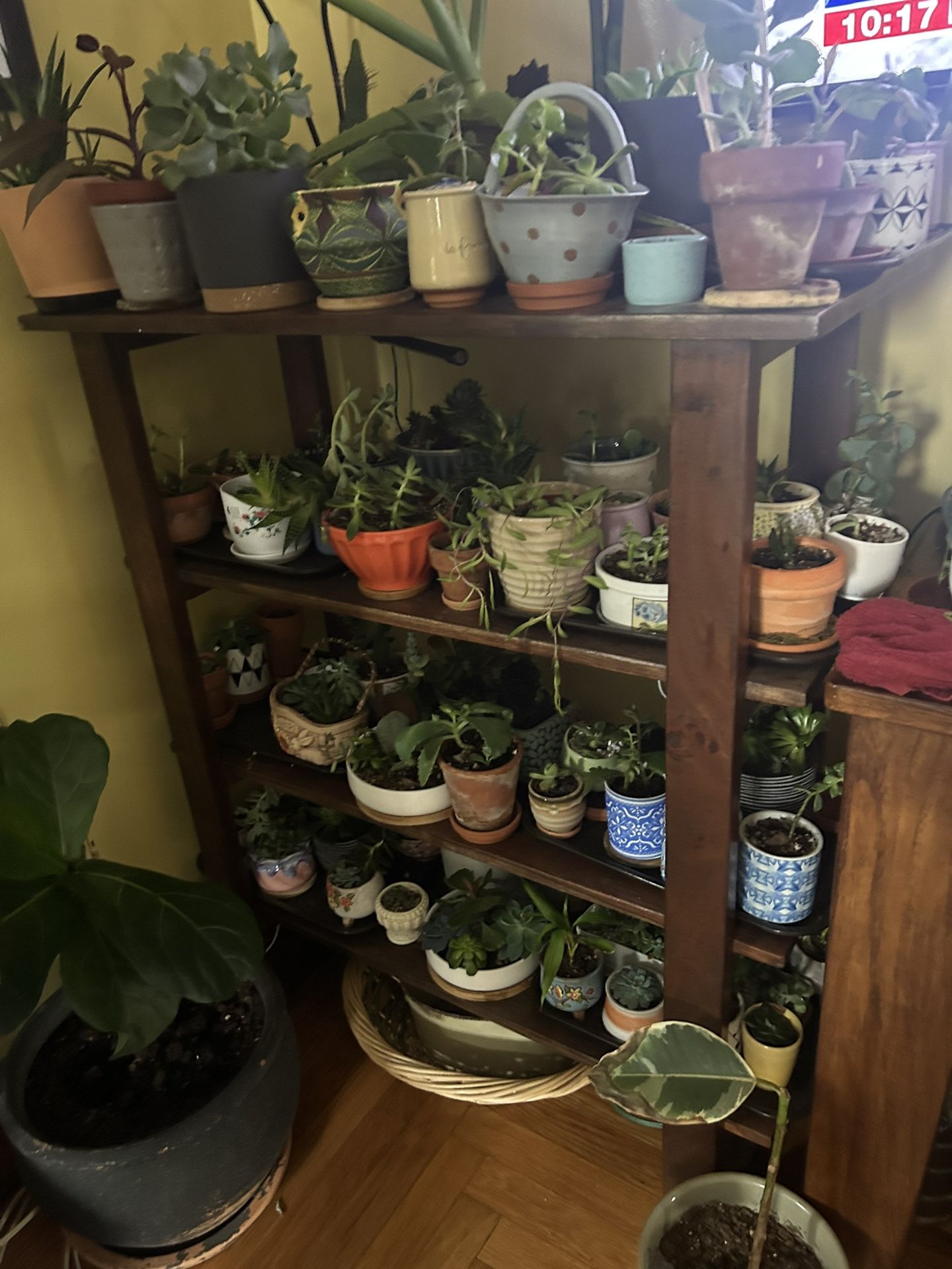 Many Succulents 