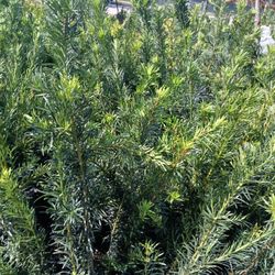 Podocarpus Hedges $8.00 3'ft 