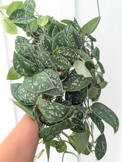 Scindapsus Pictus Argyraeus Silver Satin Pothos Plant 6" Pot - Indoor House Plants