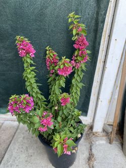 Bougainvillea Plant, In 5 Gallóns Pot Pick Up Only