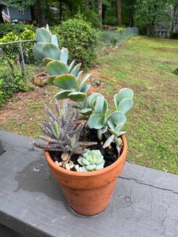 Mixed Succulent Arrangements