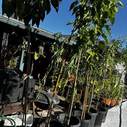 Tall fruiting Mulberry Trees