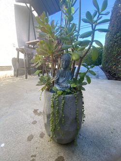 BEATIFUL JADE TREE RIPPLE PLANT