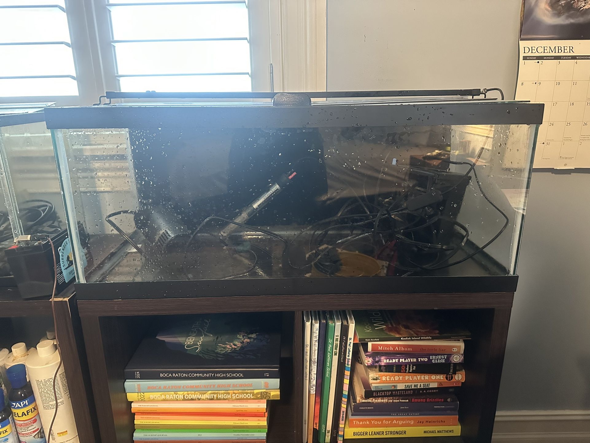 20 Gallon Freshwater Fish Tank Setup