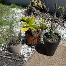 Plants And Pots