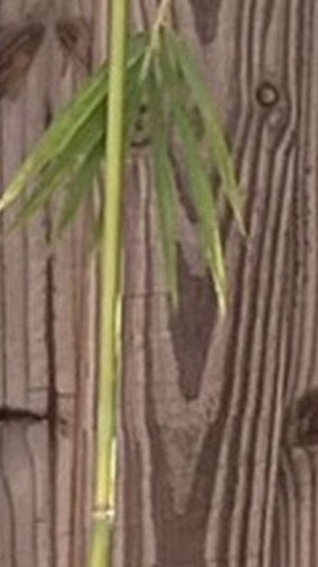 Bamboo Plant Gracilis