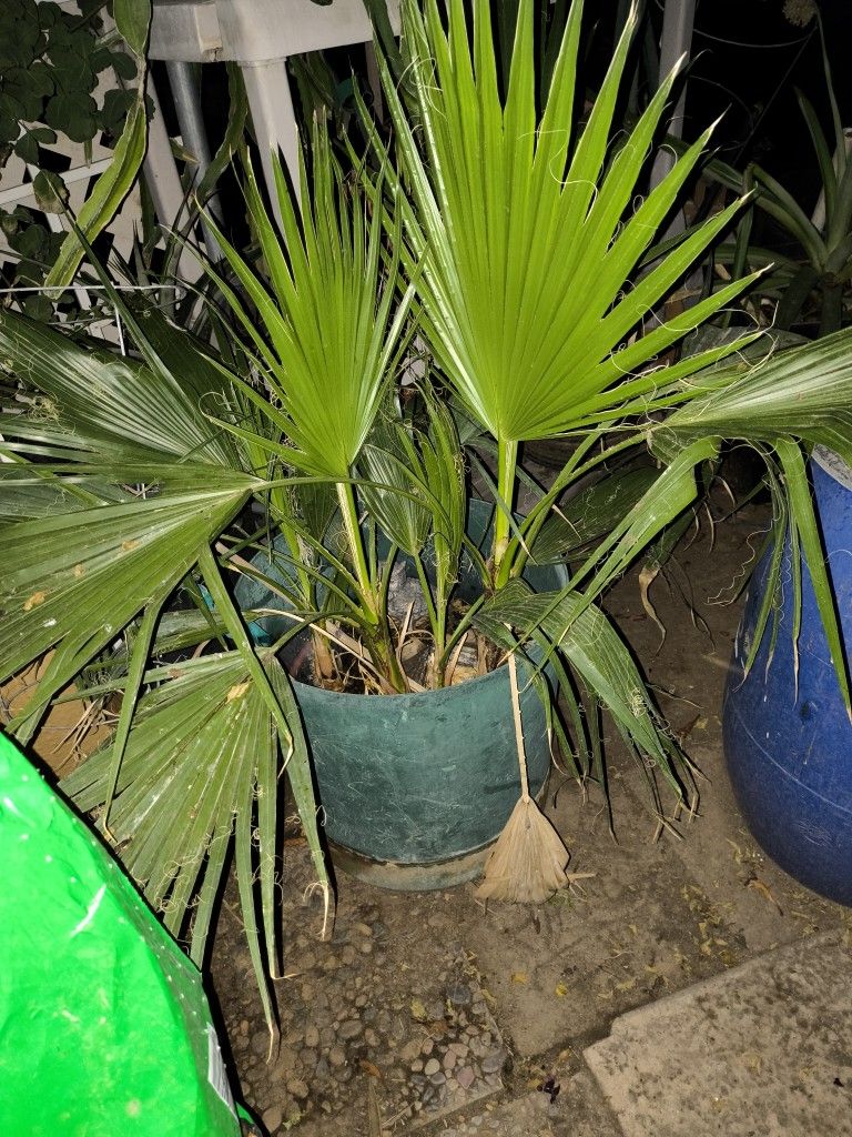 Palm Tree Sprouts And Lantana Free If You remove Them From Flower Pots