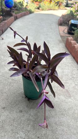 Purple Heart Plant