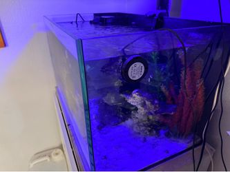 Salt water aquarium
