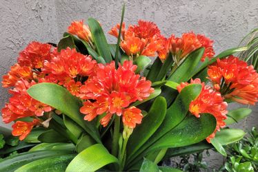 Clivia Plant In 1-gal Nurse Pot  [Ist Picture Is to show a Mature Plant]