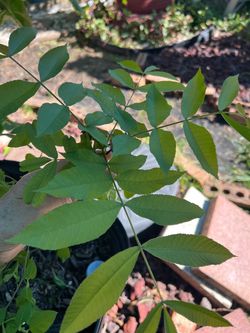 Almendro planta