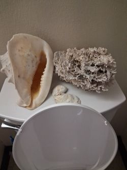 Conch  shell and 🪸 coral