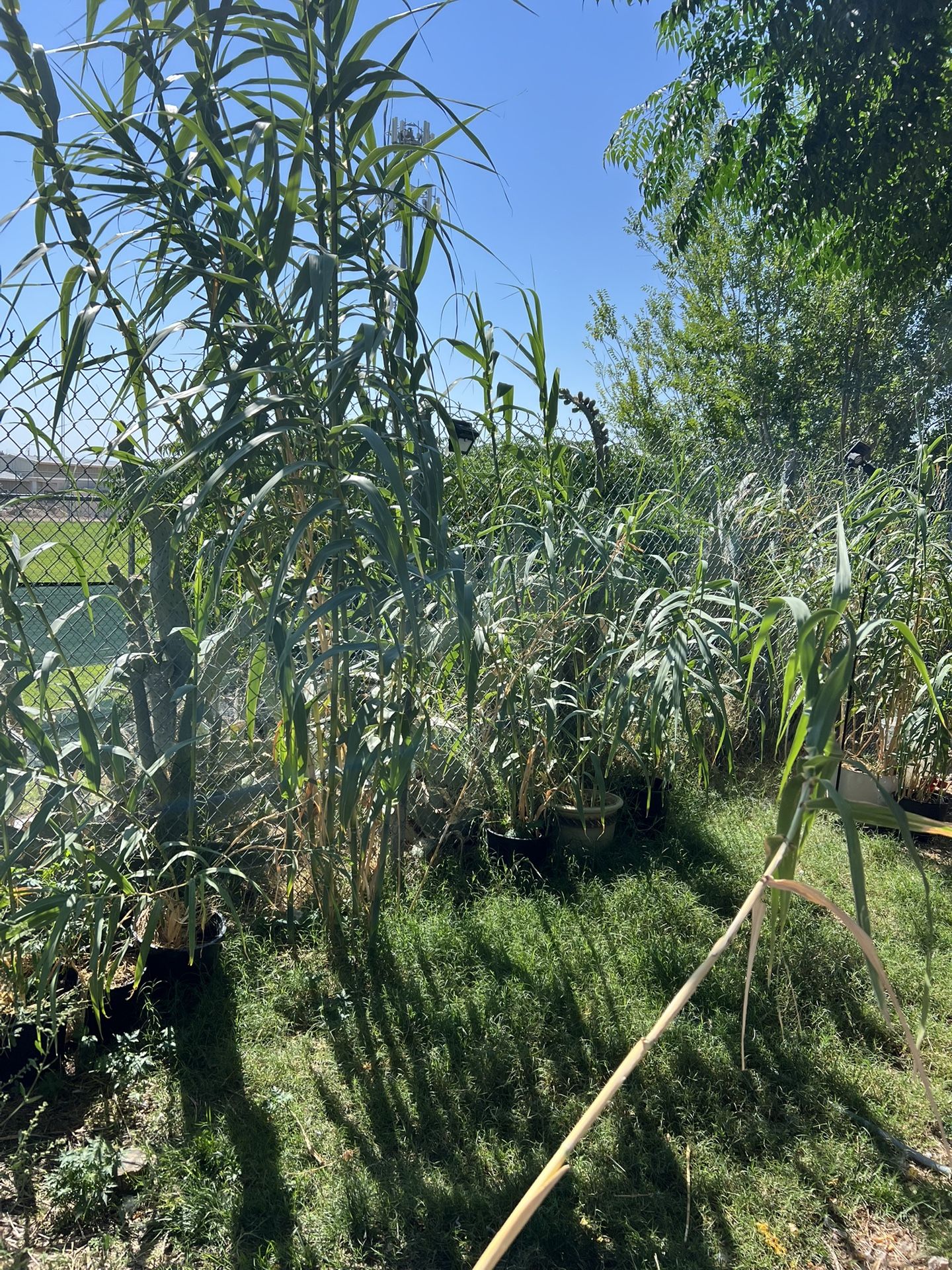 Bamboo Potted Plants