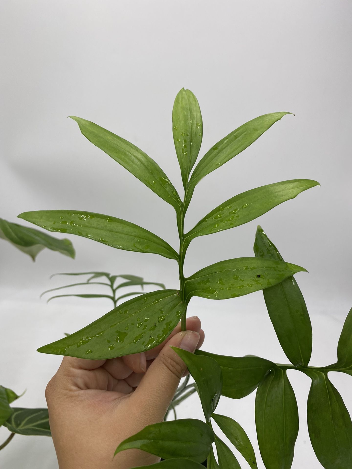 Monstera Subpinnata
