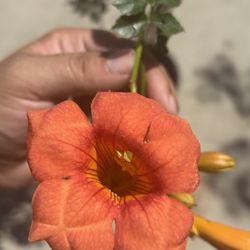 Orange Trumpet Vine  🪴🌺❤️
