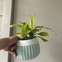 small plant with pot 