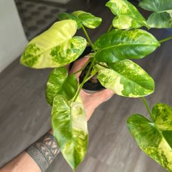 Vareigated Burle Marx 