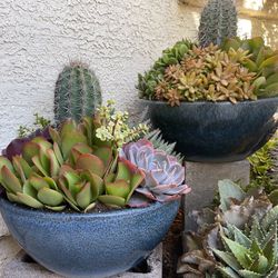 Large Ceramic Bowl Of Succulents 