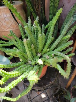 Huernia cactus plant
