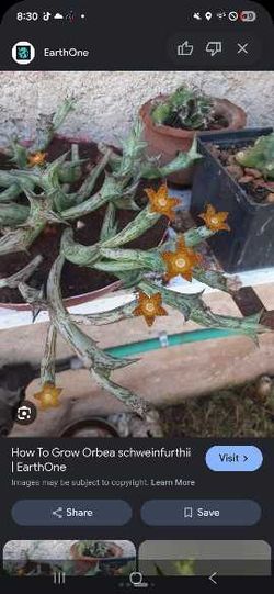 Succulent