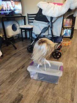 Amore wig