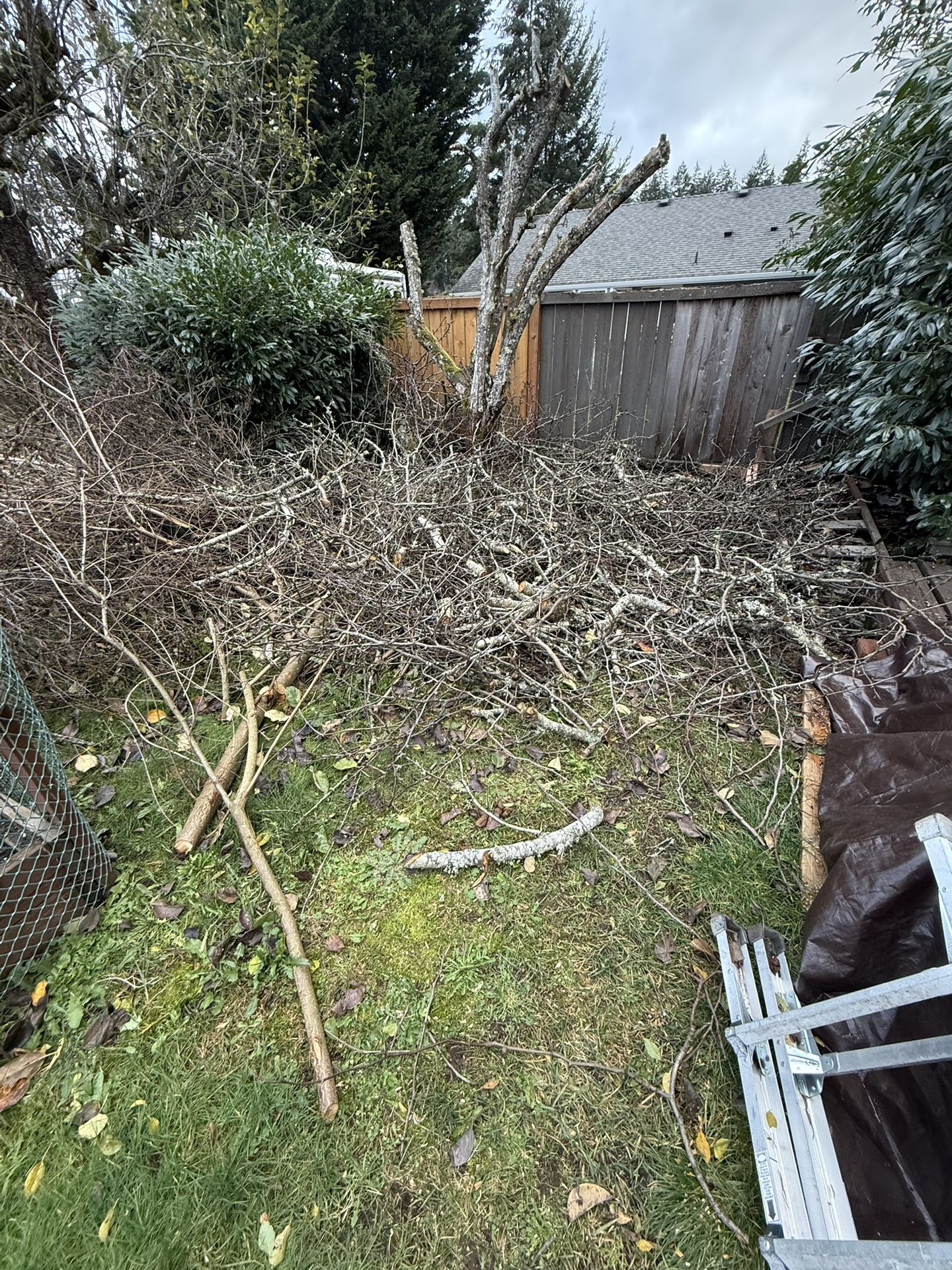 Apple Wood