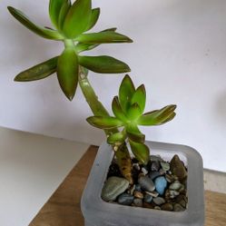 Sedum Adolphii Firestorm Succulent Plant