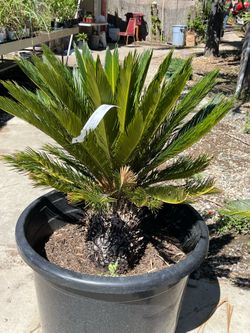 Sago palms