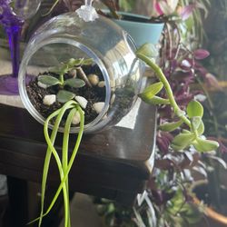 Plant Terrarium With Various Succulents 
