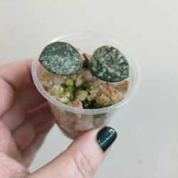 Hoya Matidle Super Splash Pickup Capitol Hill