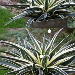 Mangave Snow Leopard 