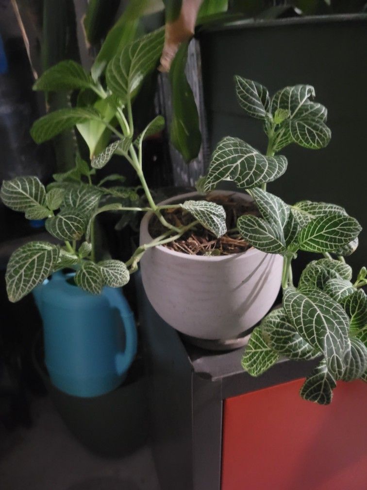 Houseplant In a 6" Ceramic Pot