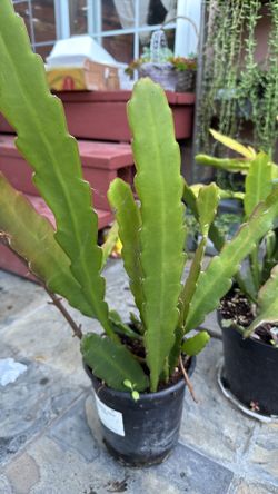 Queen of the night and white Epiphyllum