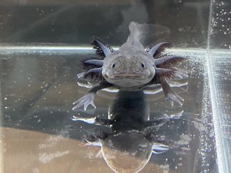 Axolotl Happy Birthday Cake Topper for Sale in Staten Island, NY - OfferUp