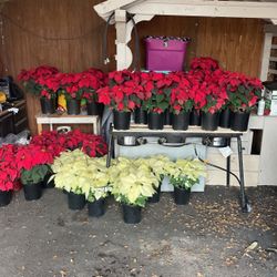 Poinsettias (Noche Buenas)
