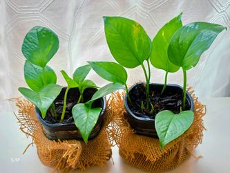 Pothos