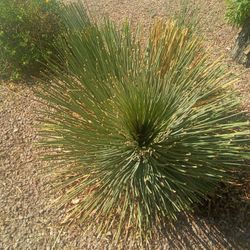 FREE Plants/ Shrubs  Read Below