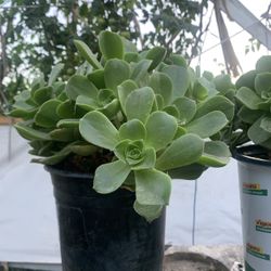 Aeuniums Succulents
